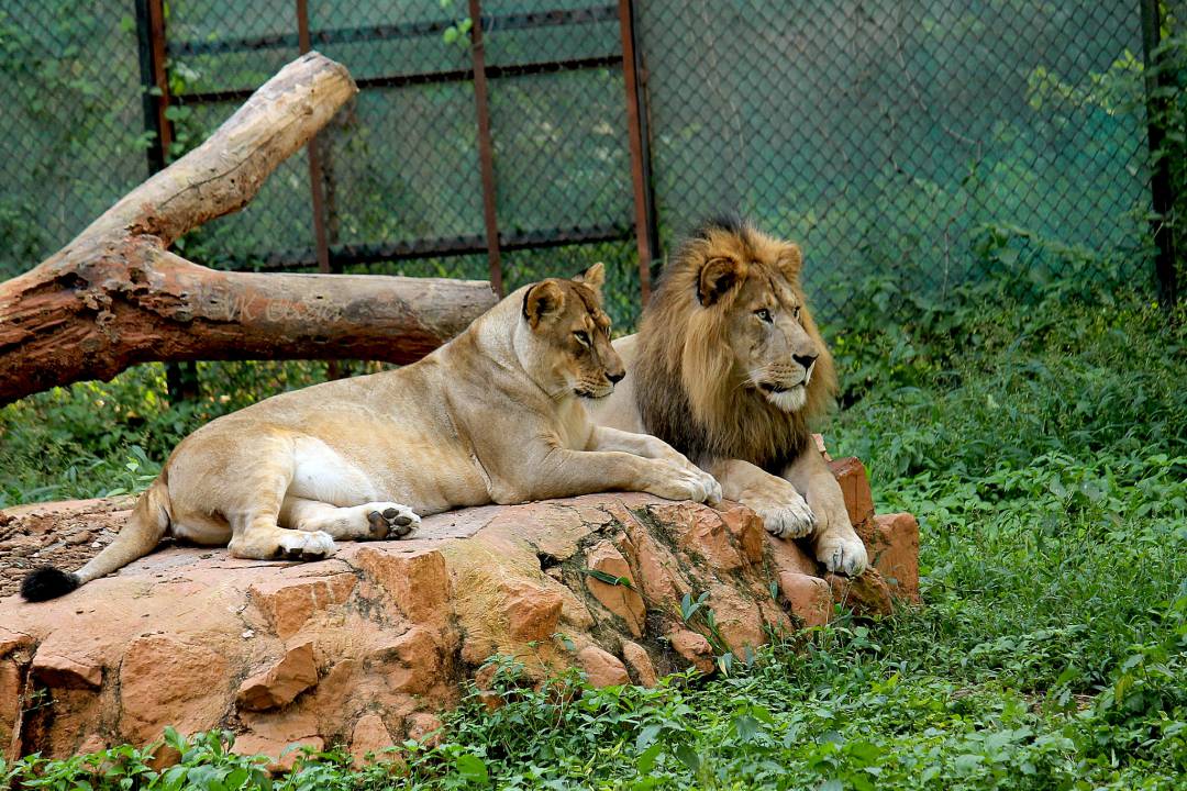 Mysore Zoo Mysuru Tickets, timings, offers Aug 2023 ExploreBees